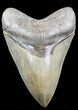 Top Quality Megalodon Tooth - Georgia #34638-2